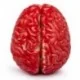 Cerveau Factice pour Jeu de Découverte: Explorez l'Anatomie de Manière Ludique